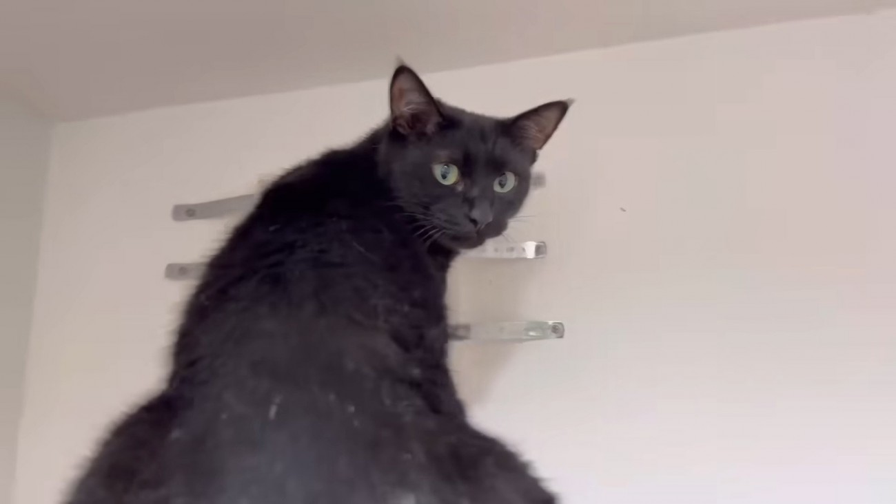 じっとパパさんを見るチロルちゃん