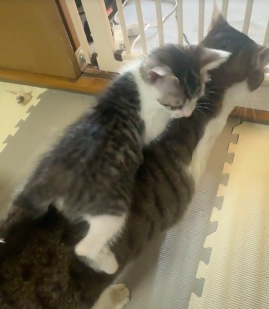 じっとする先住猫と遊んでいる子猫