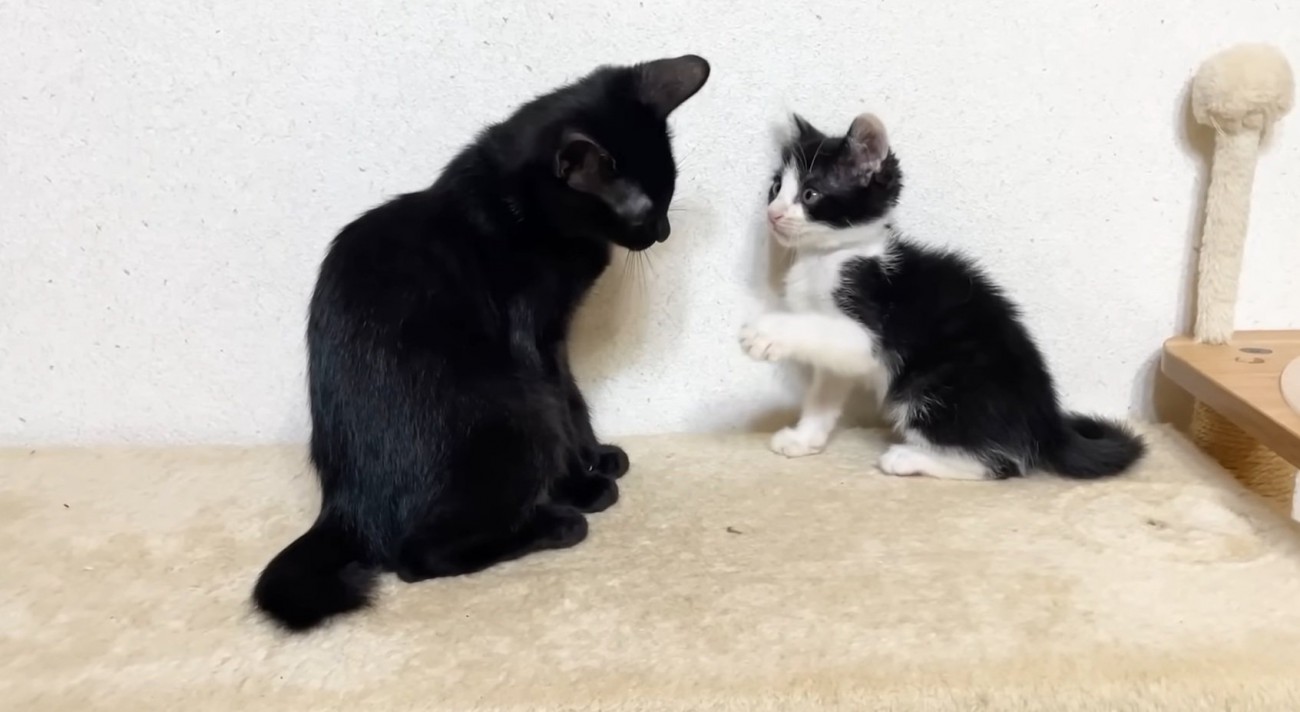 見つめ合う2匹の猫