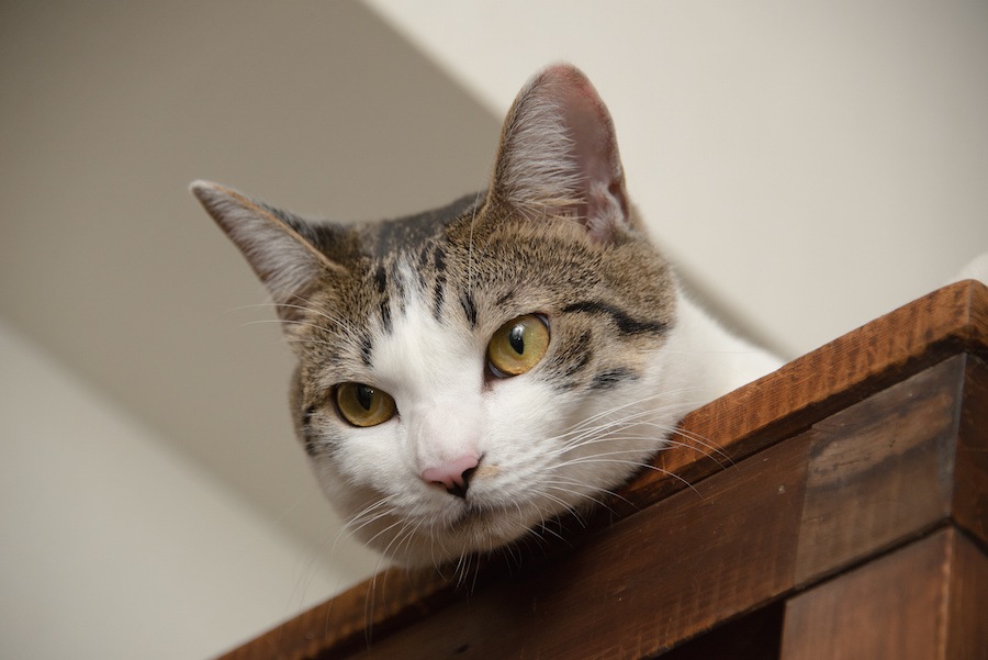 猫がいろんな角でスリスリしてしまう4つの理由