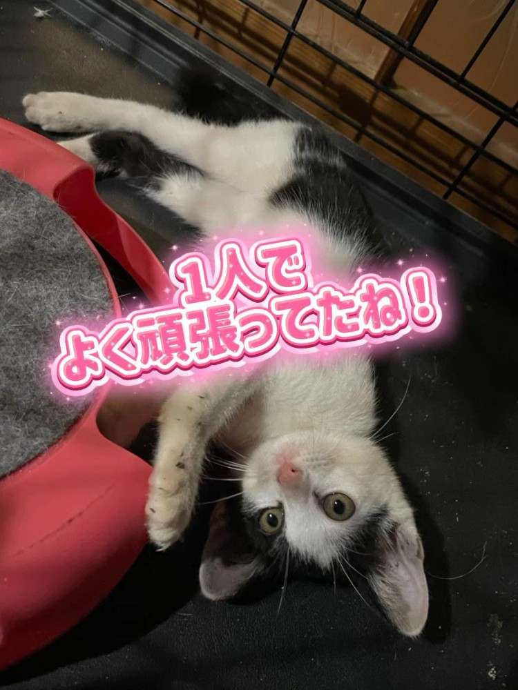 仰向けの子猫