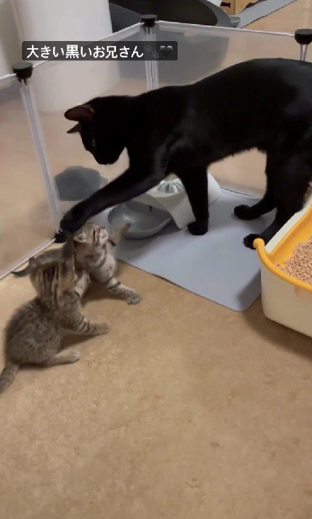 黒猫と2匹の子猫