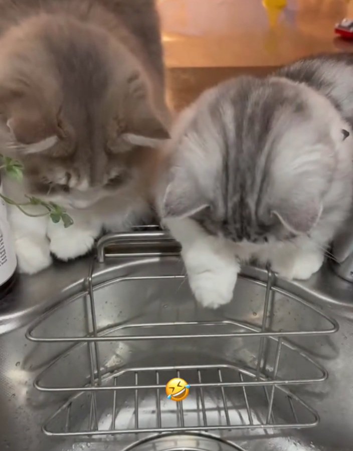 後頭部を見せる2匹の猫