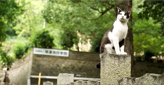 猫目線の地図!?「Cat Street View（キャットストリートビュー）」が凄い！