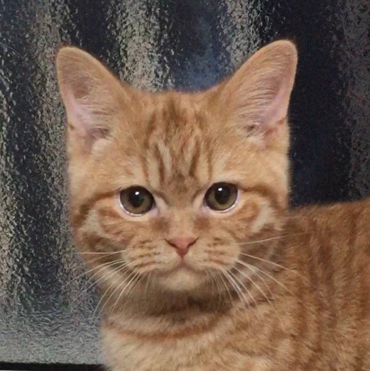 カメラを見つめる子猫