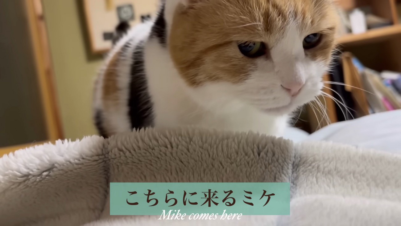 こちらに来るミケ