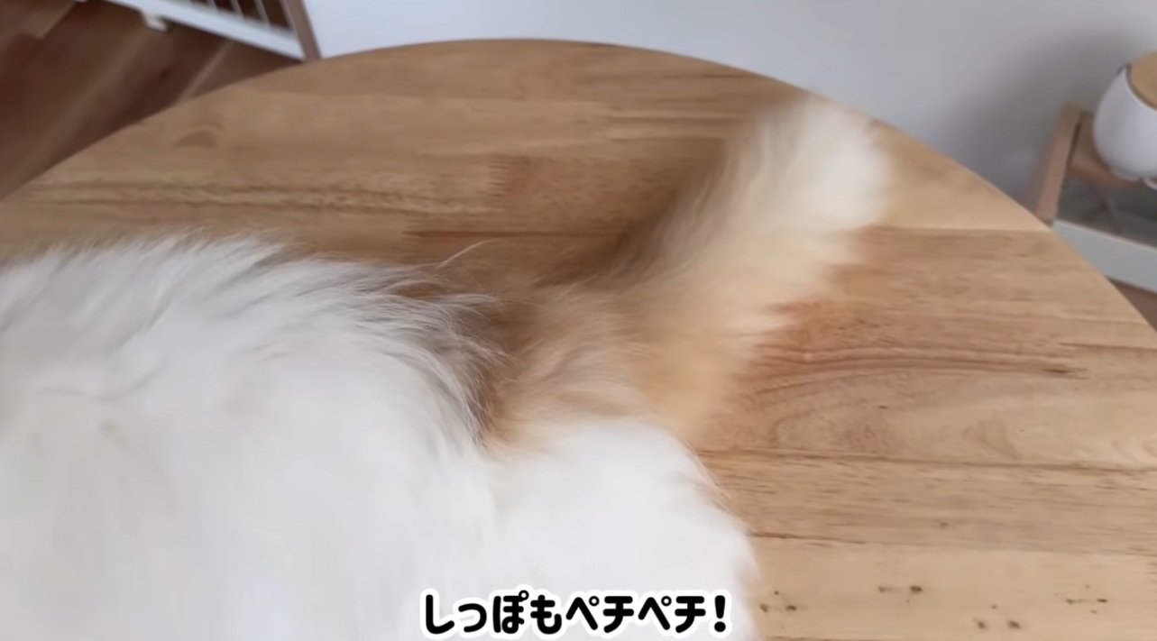 猫のしっぽ