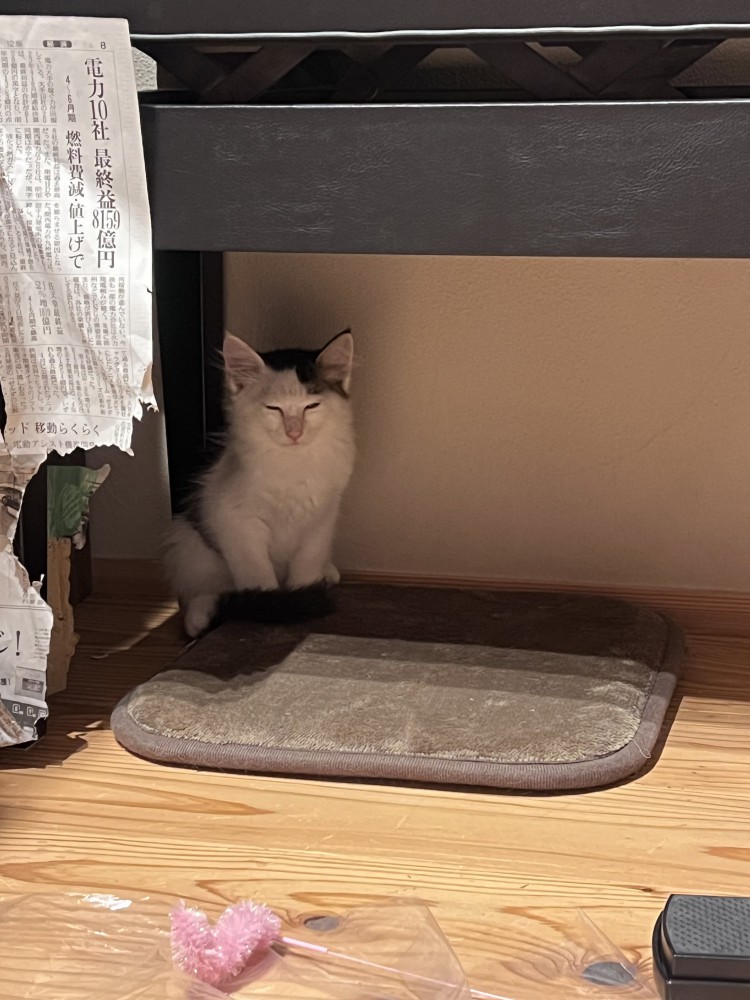 隅にいる子猫