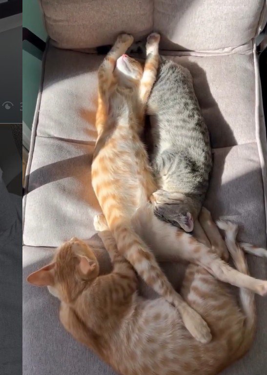 ヘソ天で眠る猫