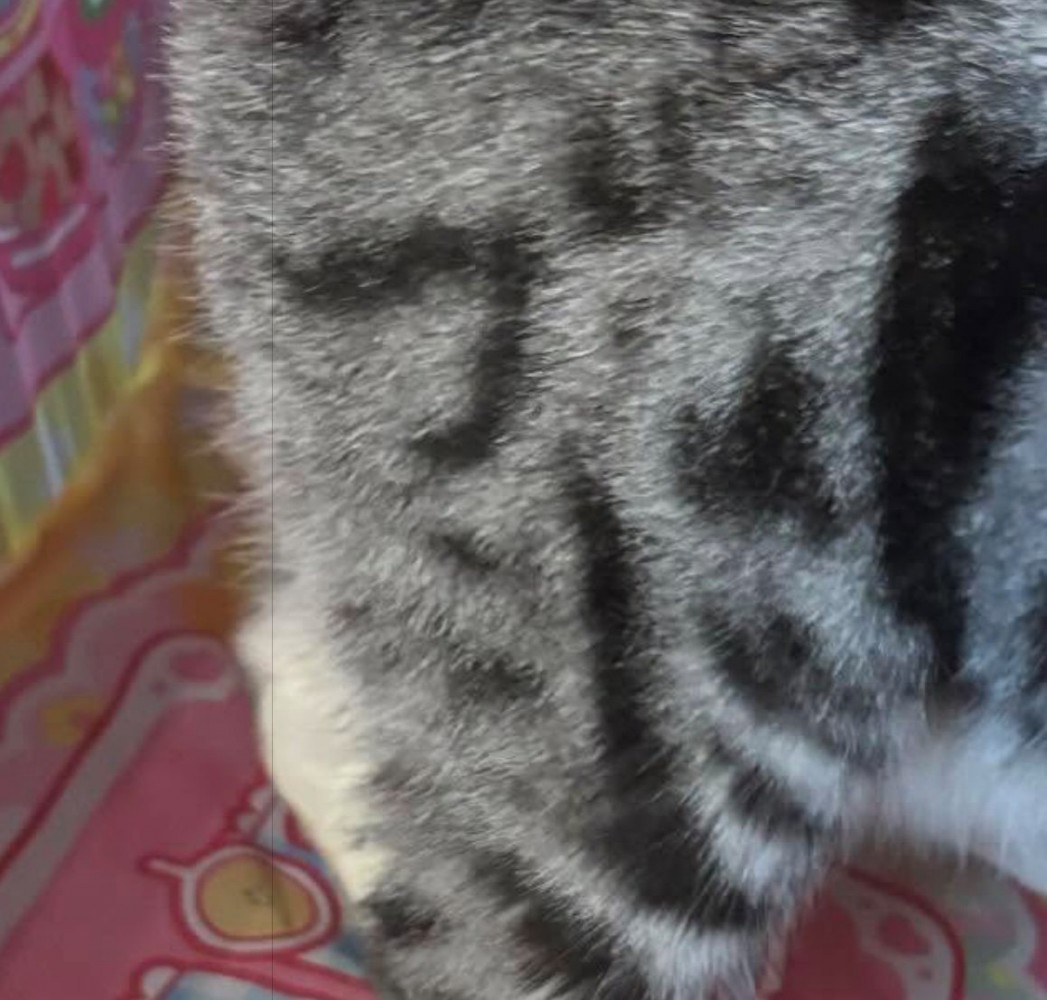 「ブー」の模様