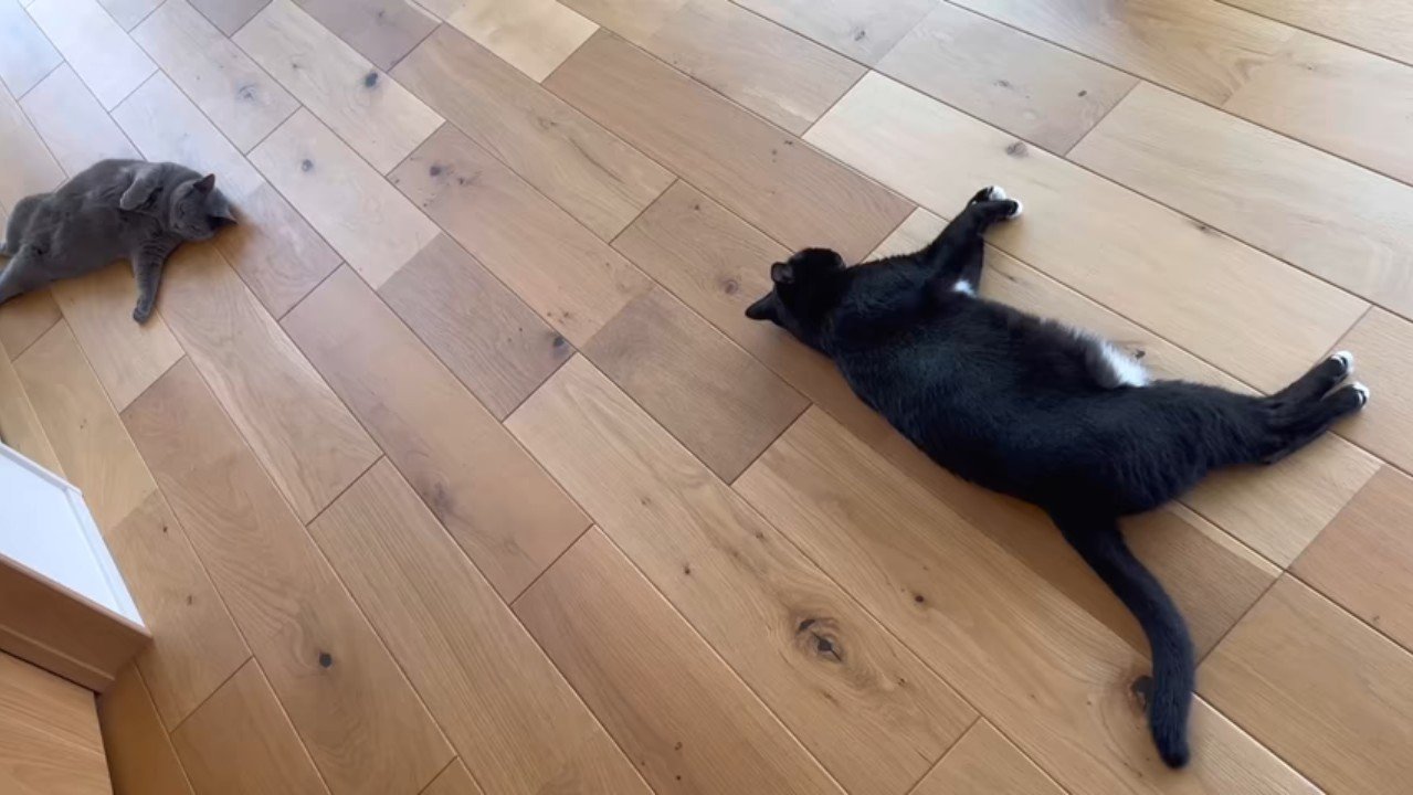 寝転がる2匹