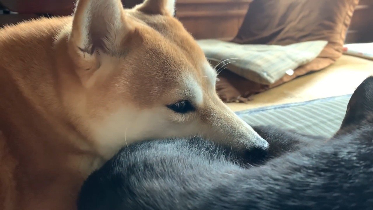 顎を乗せて