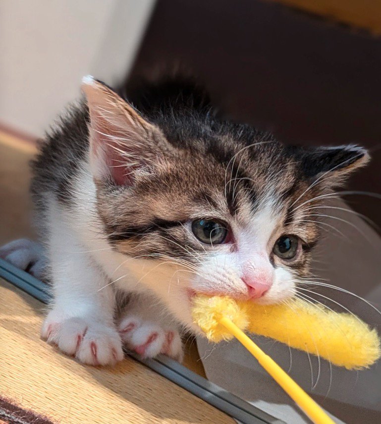 ねこじゃらしを咥える子猫