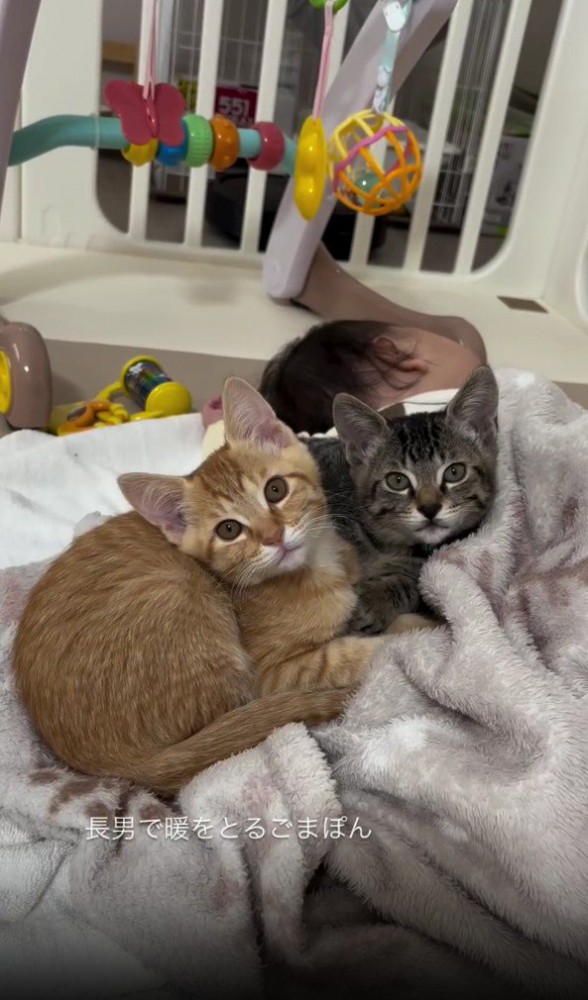 赤ちゃんと2匹の子猫