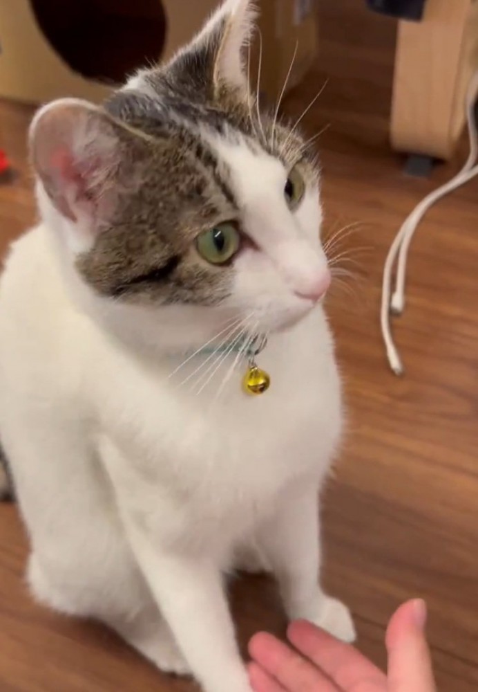 適当におかわりする猫