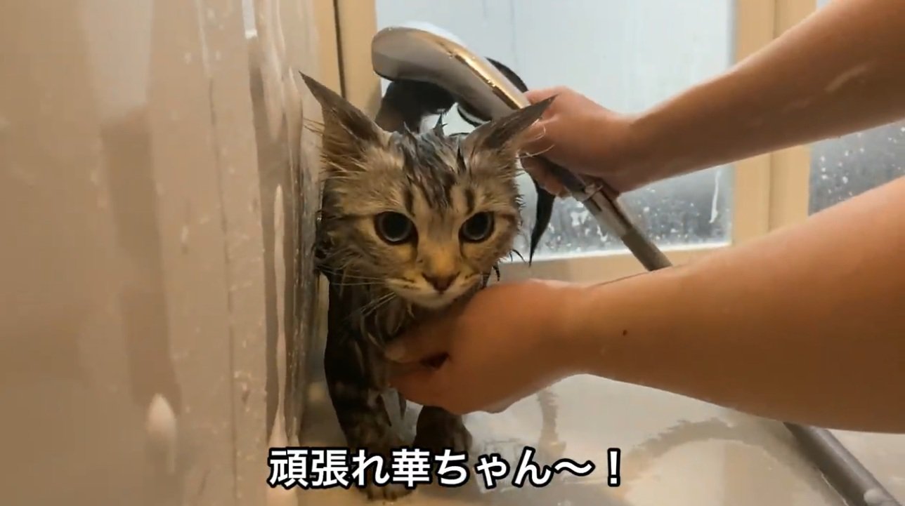 シャワーで洗われる猫