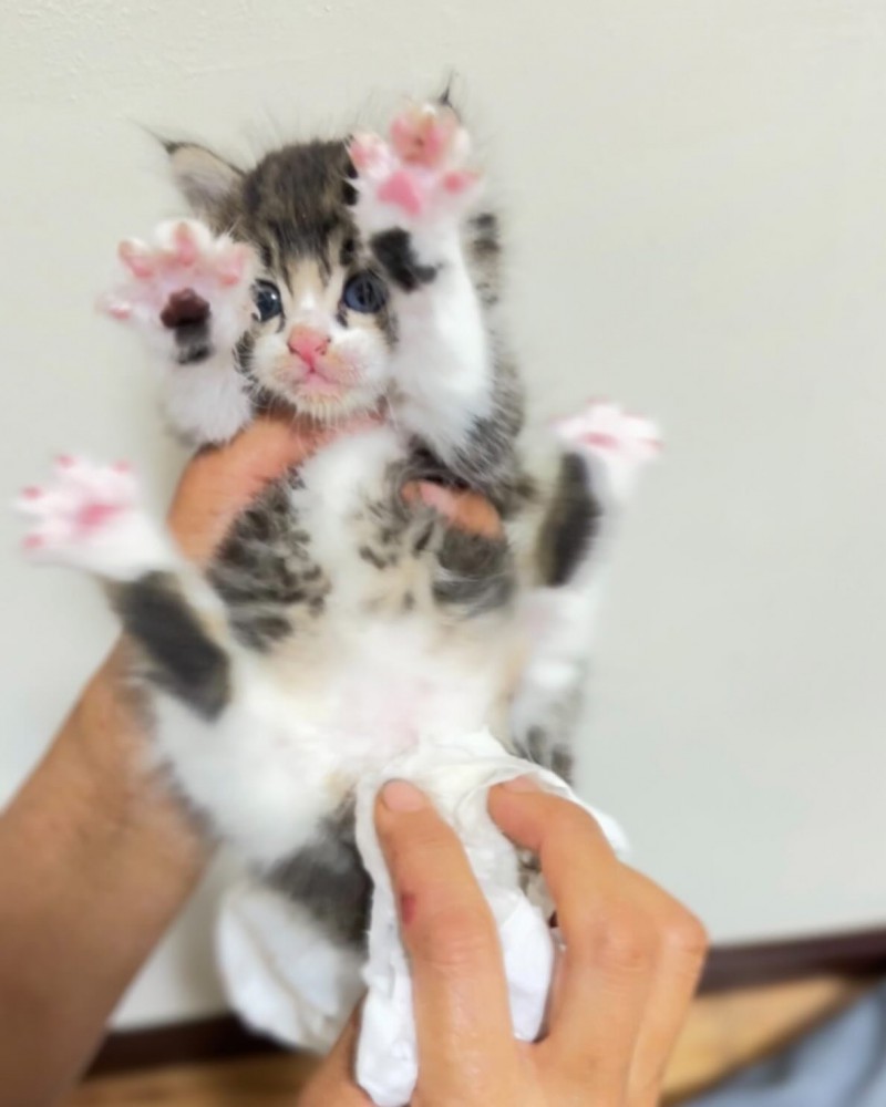 手足を広げている子猫