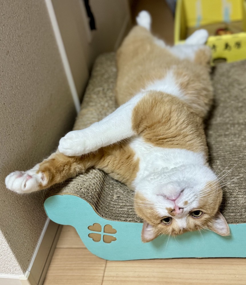 カメラ目線の猫