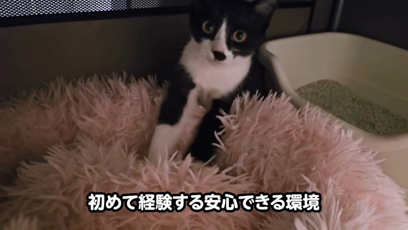 猫ベッドにいる子猫