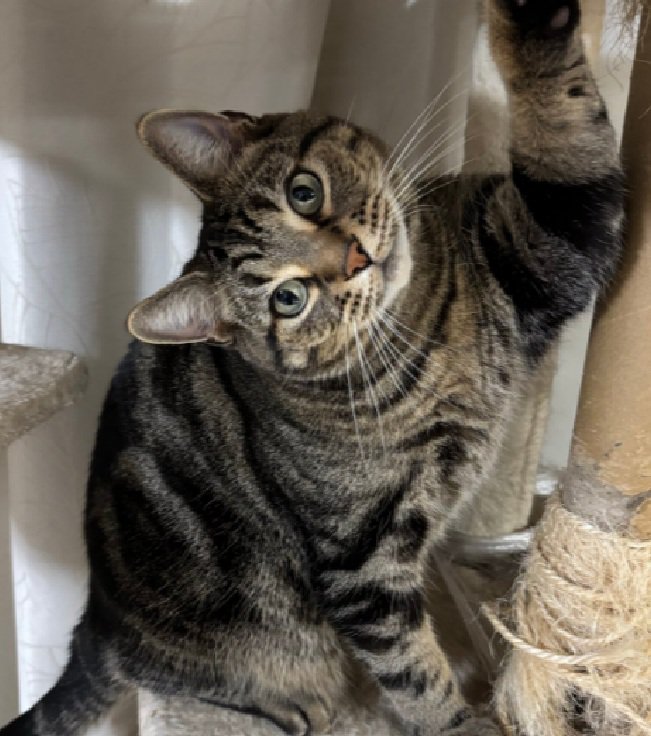 凝視する猫