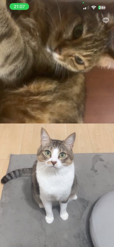 猫同士のビデオ通話の様子（キジトラとキジ白）
