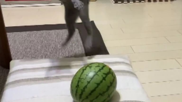 猫とスイカ