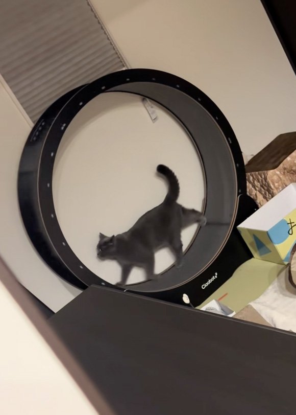 歩く猫