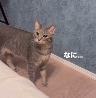 なんとも言えぬ顔をする猫