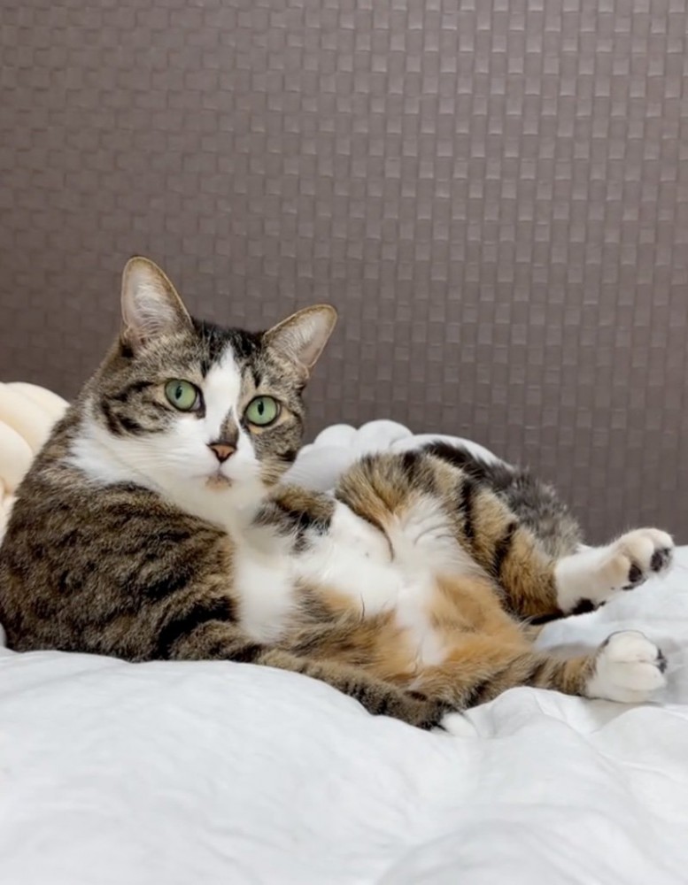 こちらを振り返る猫