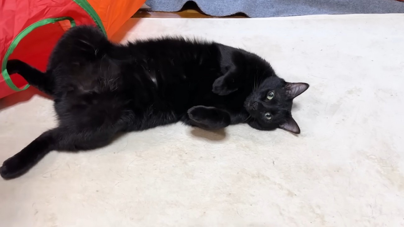 へそ天する黒猫