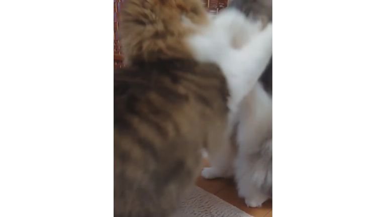 喧嘩している猫