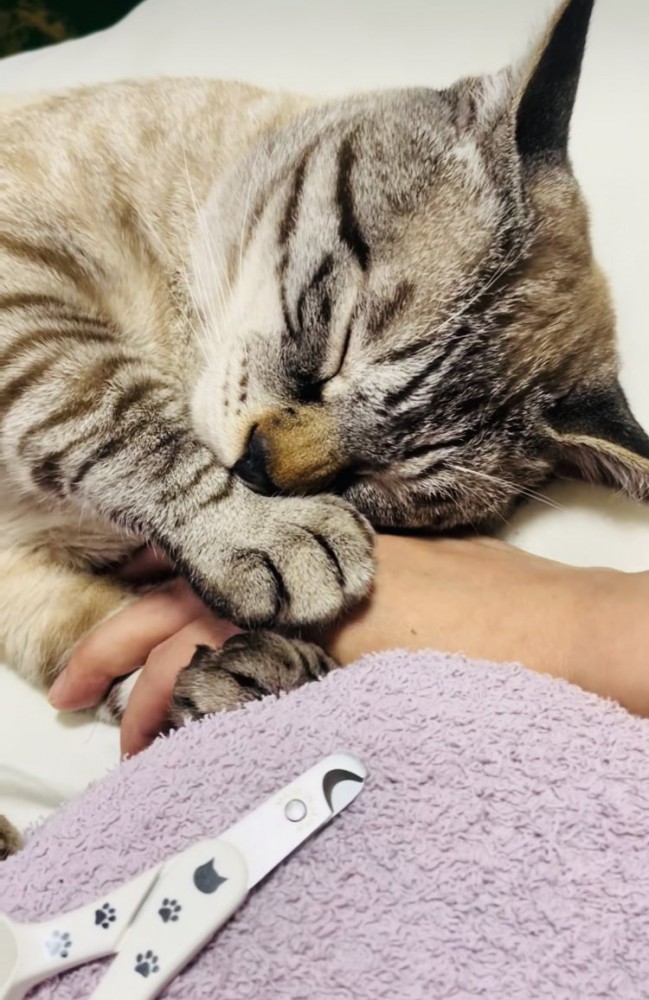 ママの手を掴んで寝たふりをするシャムミックス