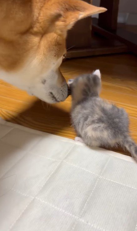 子猫をお世話する犬