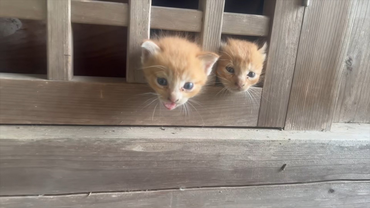 格子から顔を出す2匹の子猫