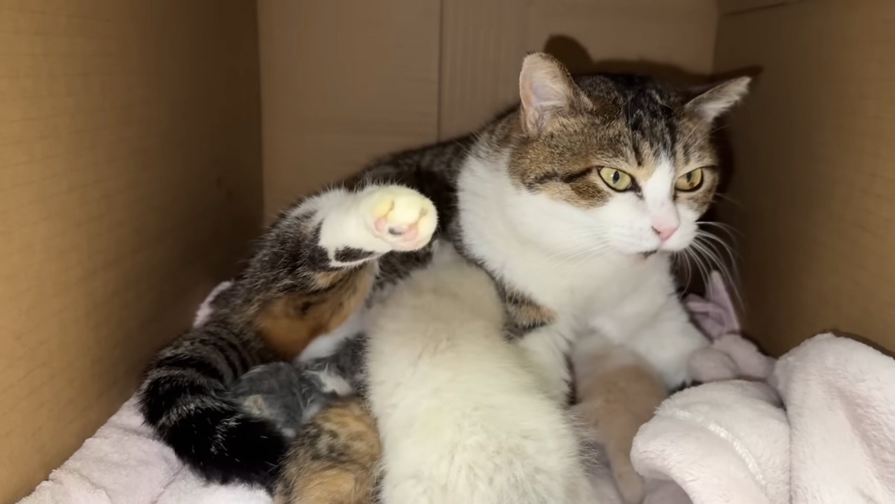 前を見て固まる猫