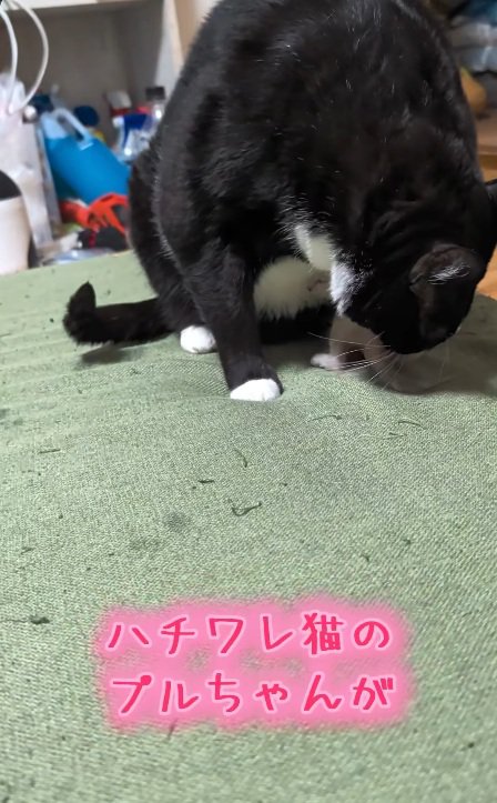 ハチワレ