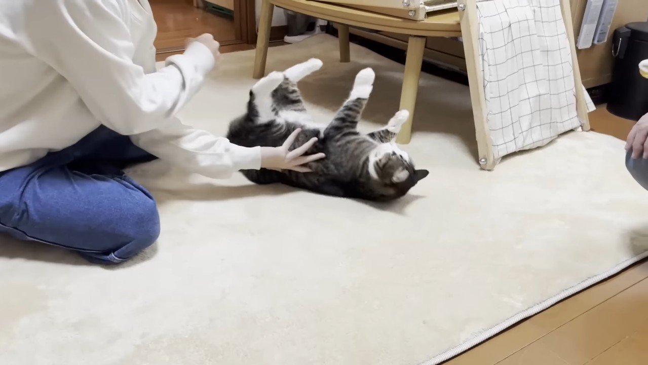 四つ足を上に向けた姿