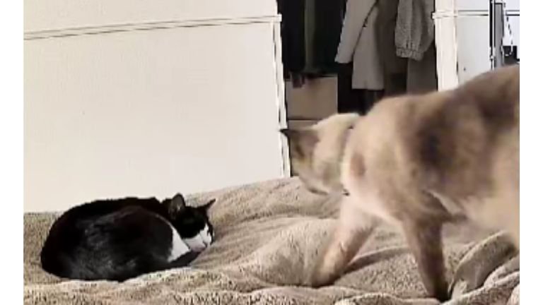 ベッドにいる猫たち