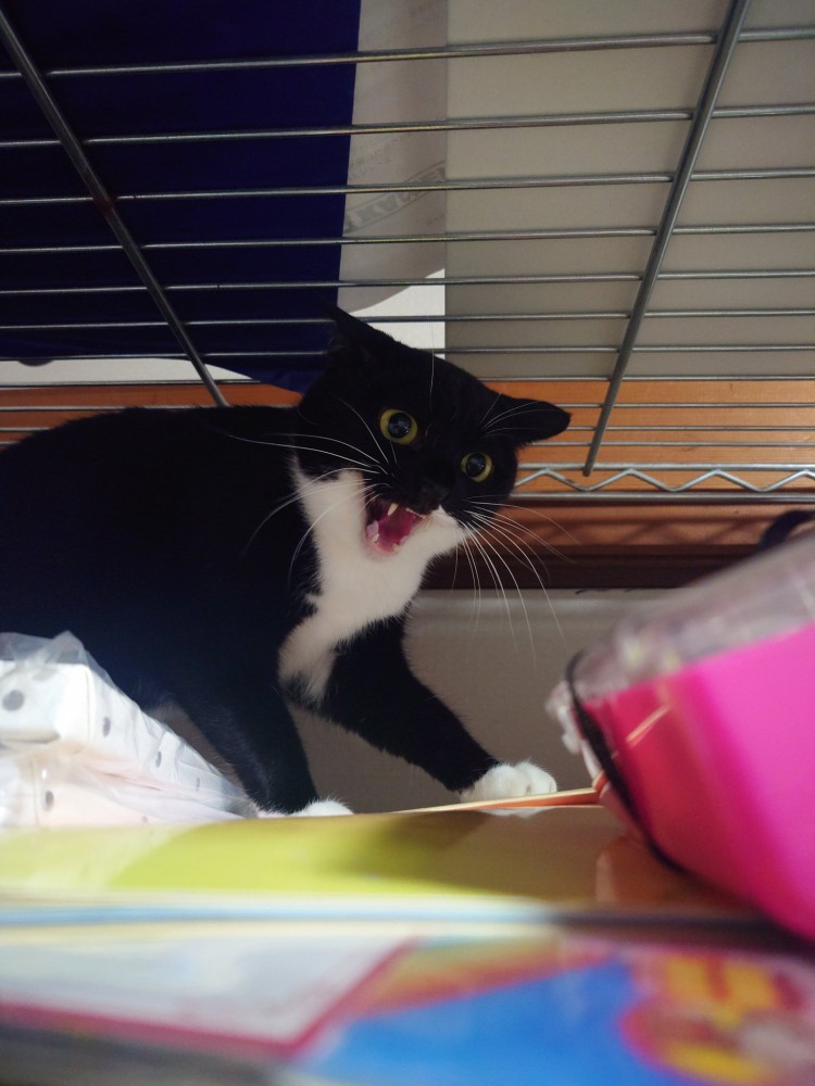 警戒心丸出しの猫