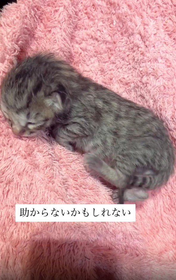 生まれたばかりの子猫