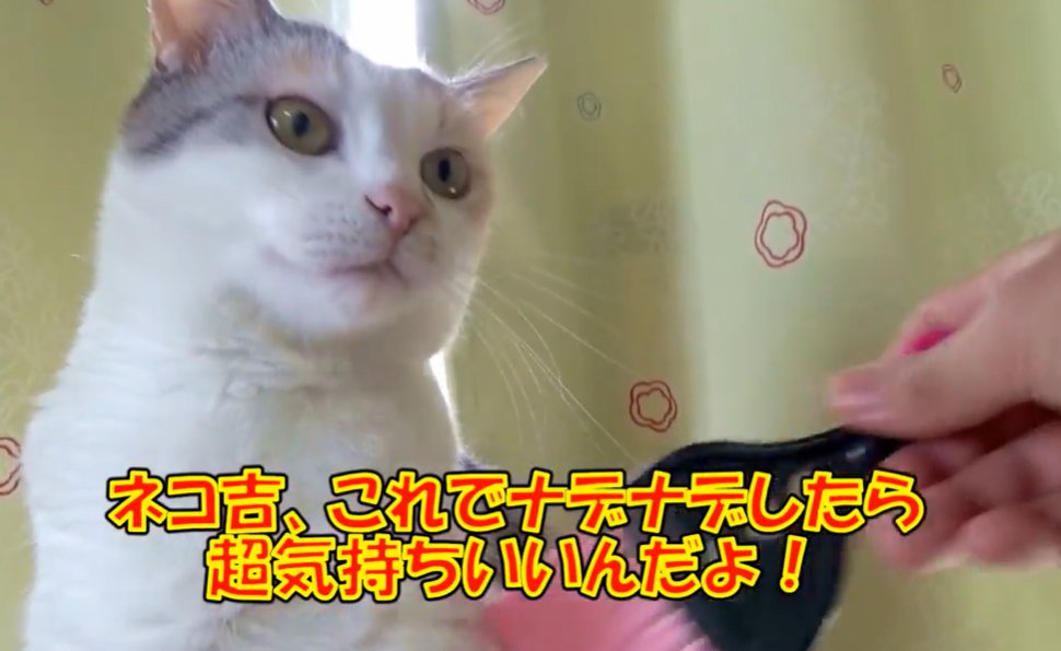 ミニほうきで身体を撫でられる三毛猫