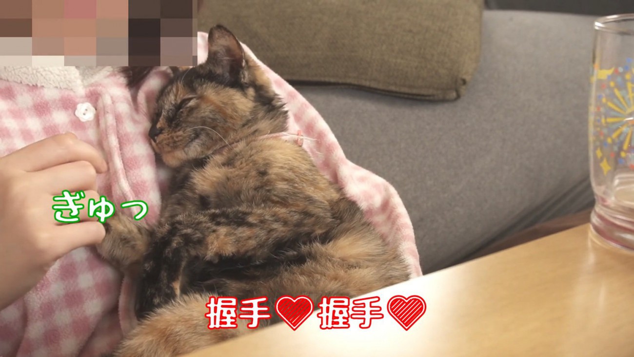 握手する猫