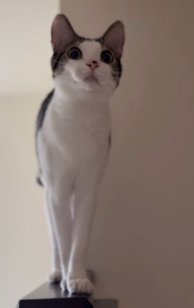 立っている成猫
