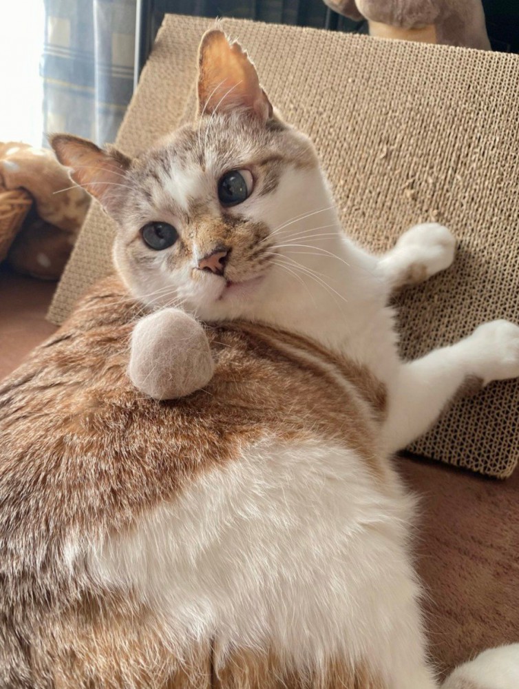 毛玉ボールを乗せた猫