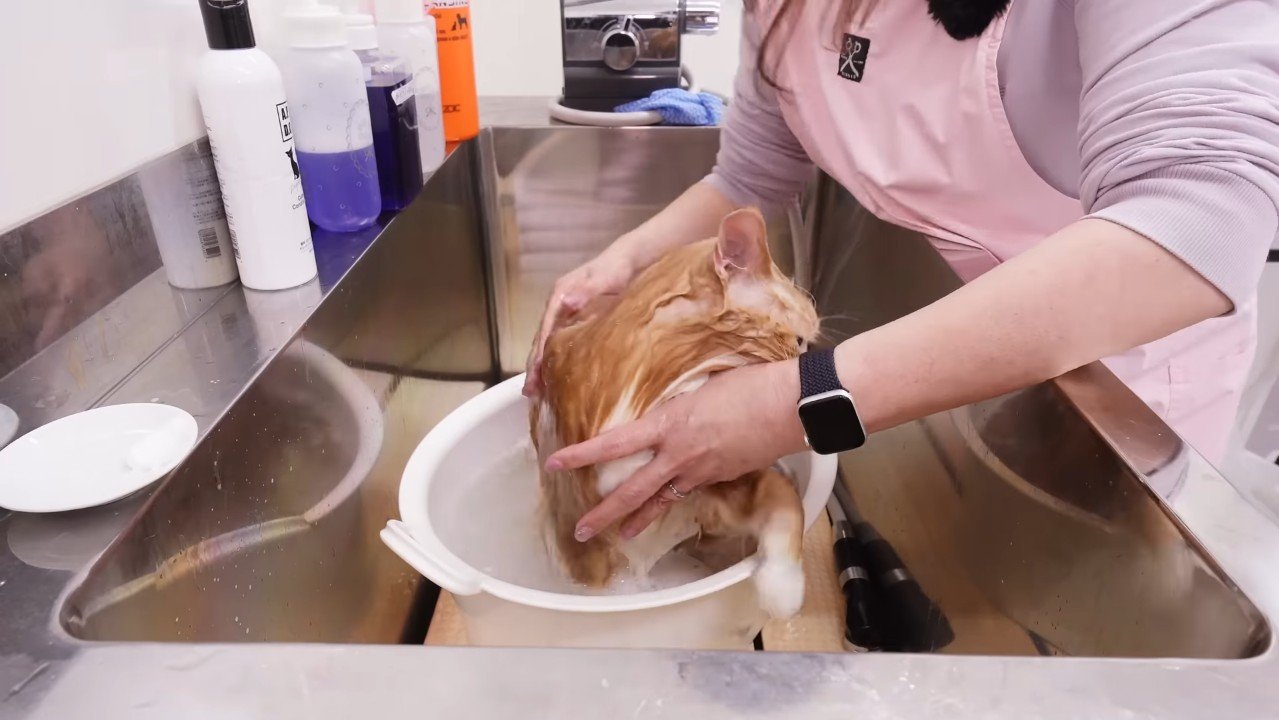 左前足を上げて