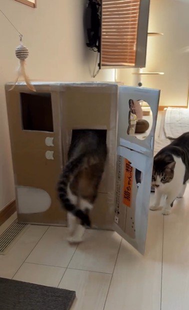 段ボールハウスの中に入ろうとしている猫とそれを見ている猫