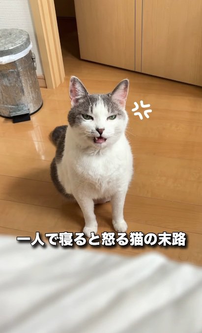 座って怒っている猫
