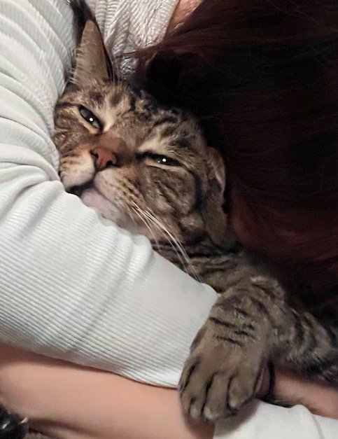 目を細めて遠くを見つめる猫