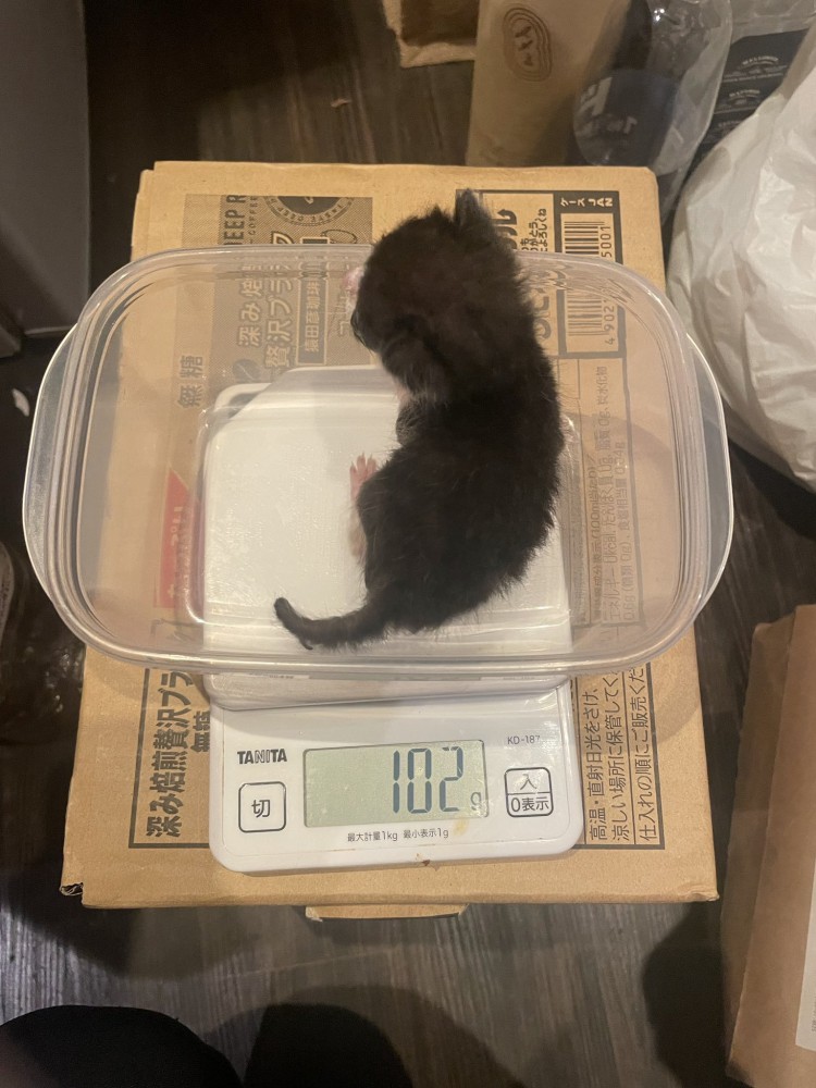 キッチンスケールに乗る子猫