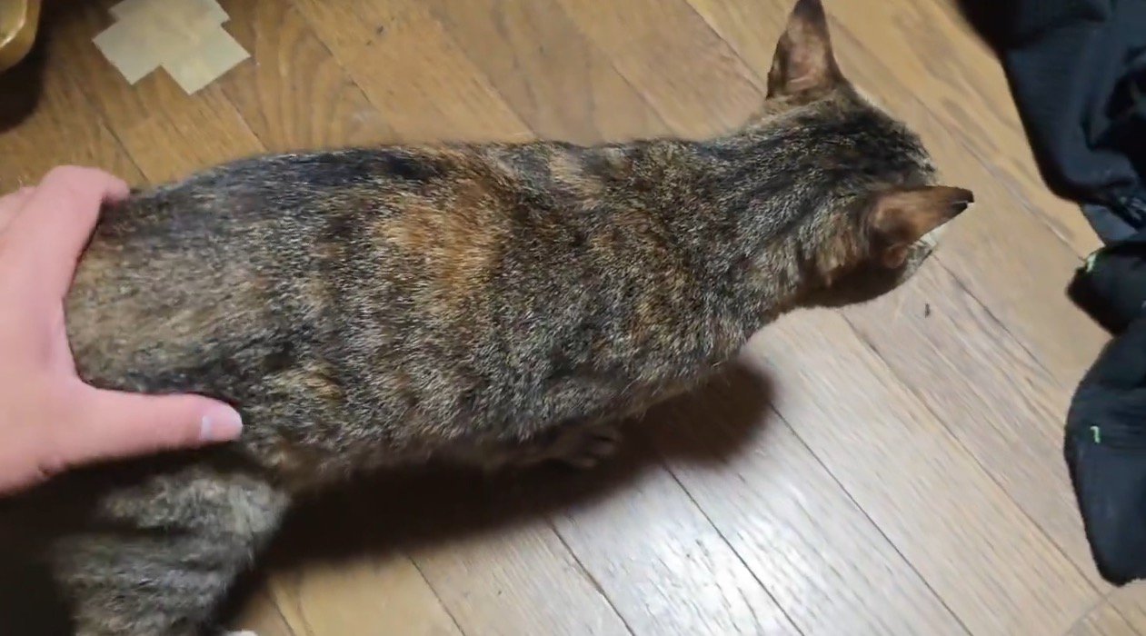 お尻を触られて声をあげる猫